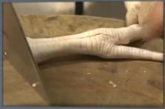 凤爪快速去骨头 无骨凤爪完全不吐