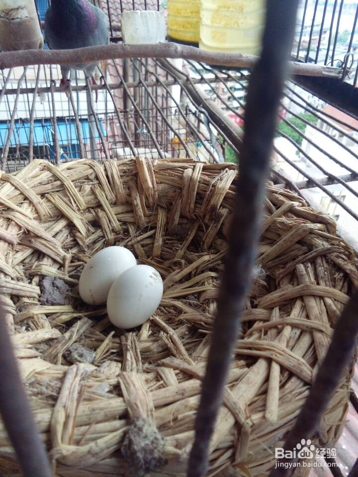 如何让种鸽安心孵蛋