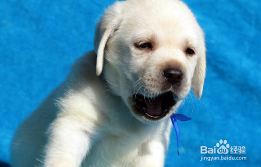 拉布拉多幼犬如何训练?