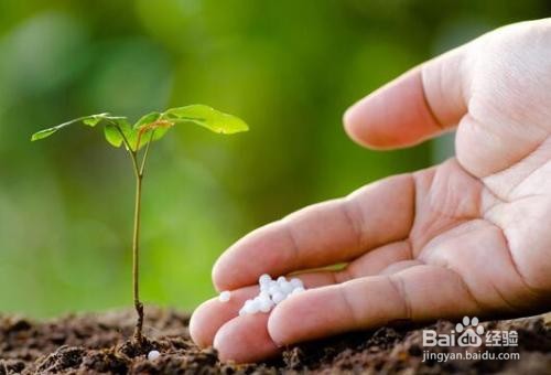 甜瓜种植增甜秘诀