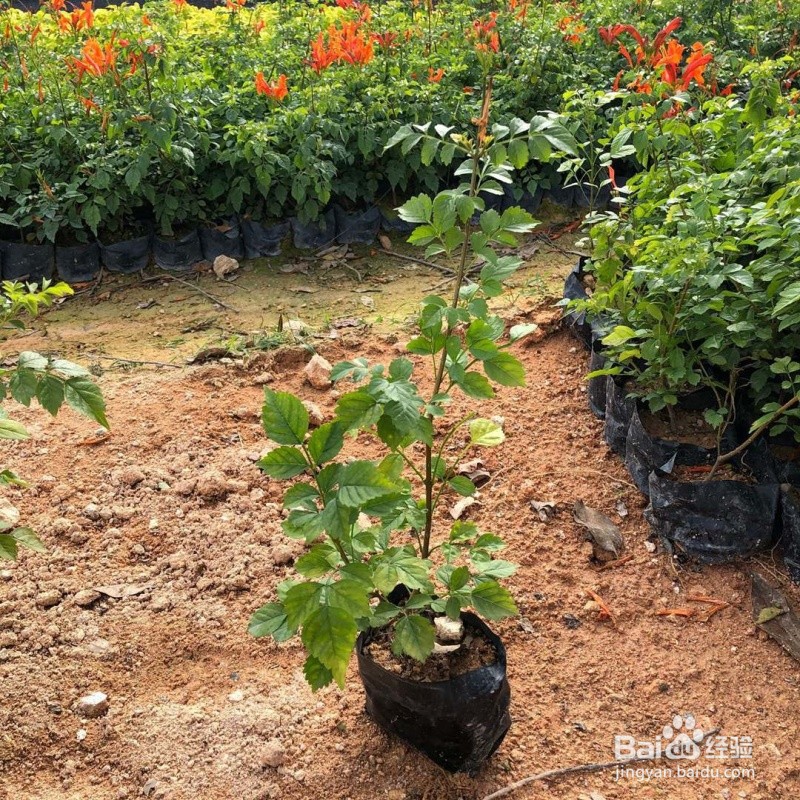 凌宵花的养殖方法