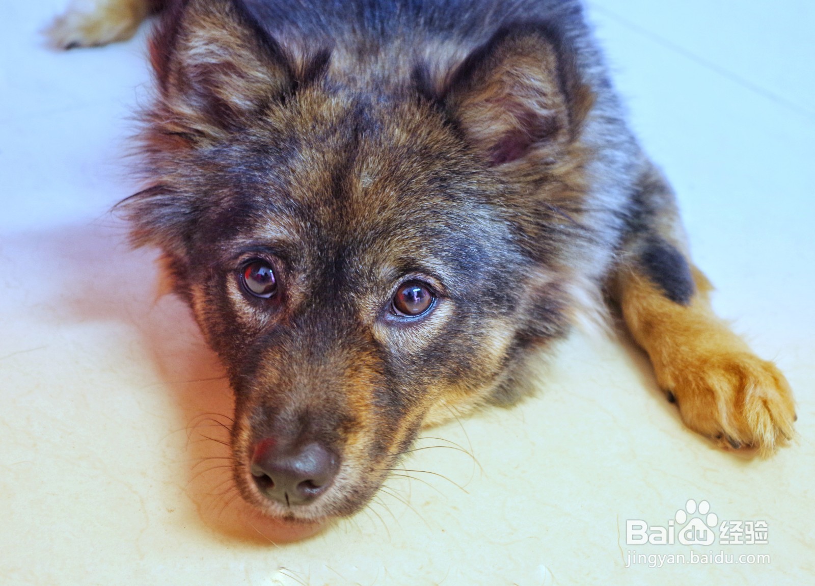 宾得光圈门怎么解决？