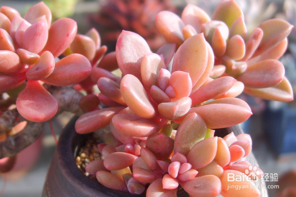 新手如何养多肉植物？