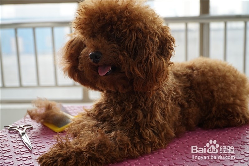 贵宾犬宠物美容