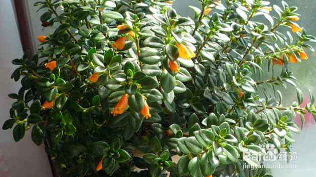 鱼嘴吊兰怎么养殖方法