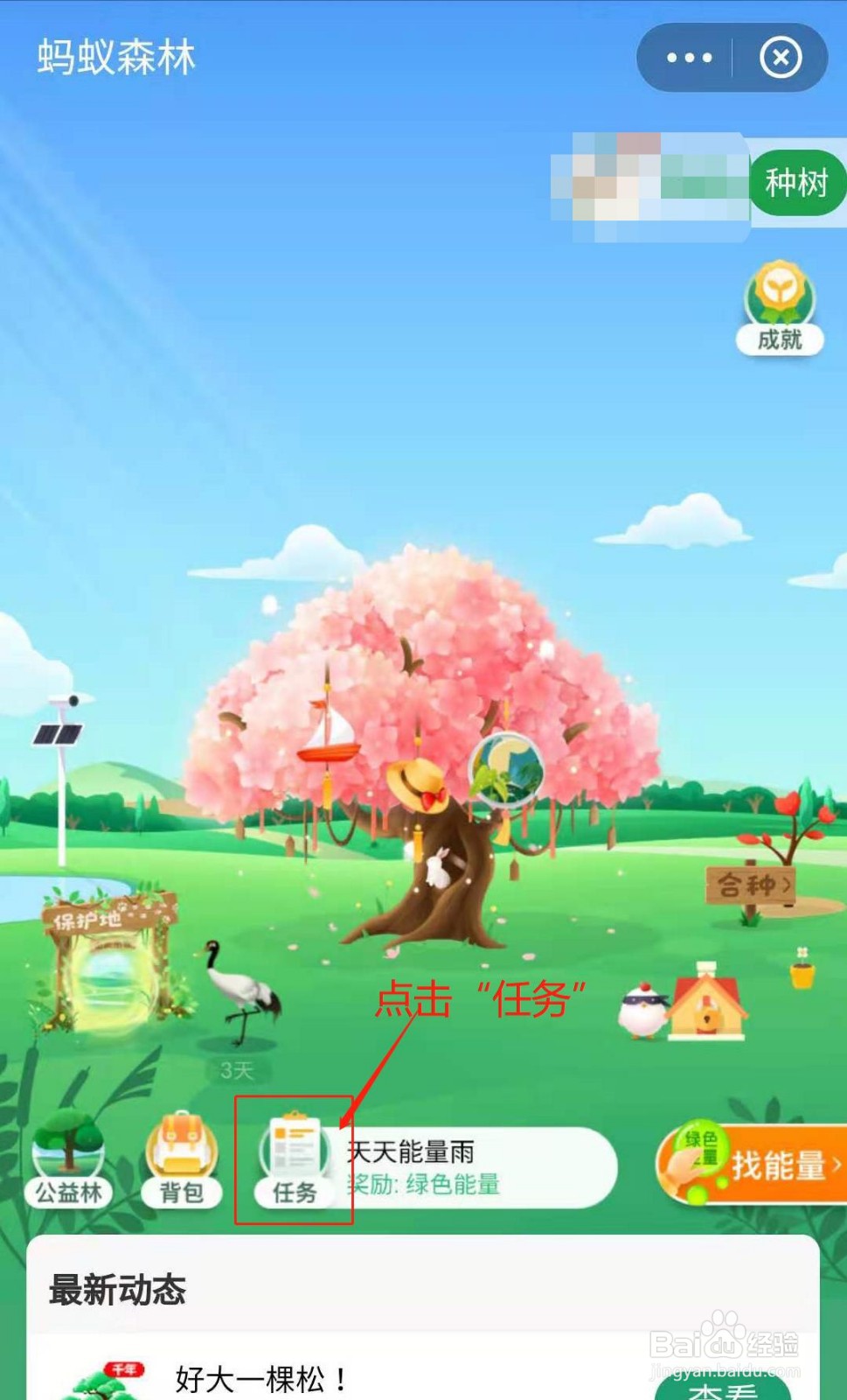 蚂蚁森林如何获得千年华山松装扮