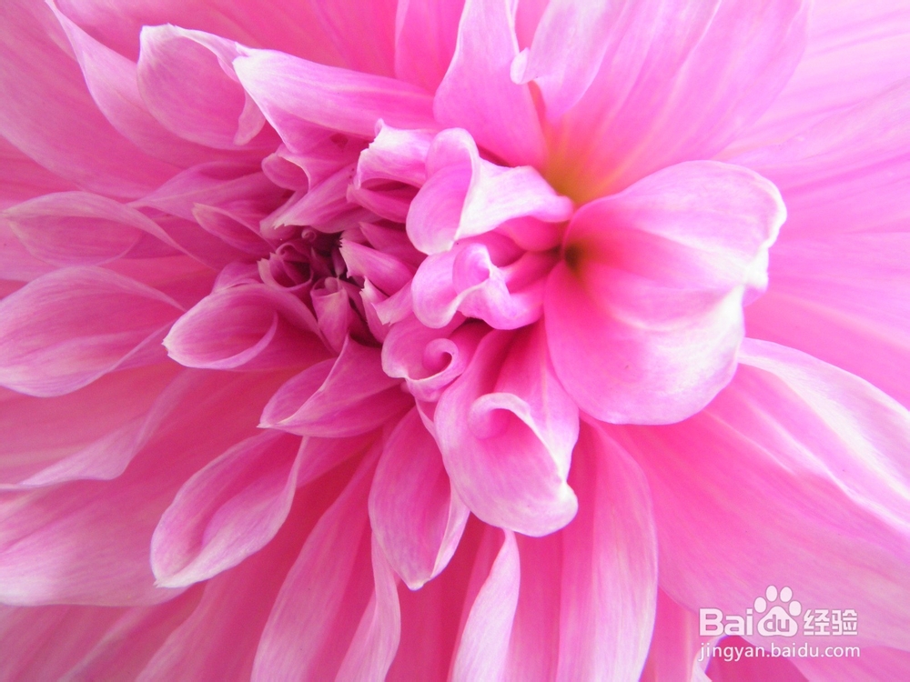 美丽的兰州：[2]春季花朵一景