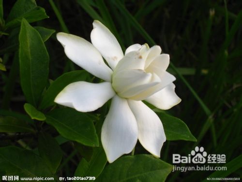 枙子花的养护技巧