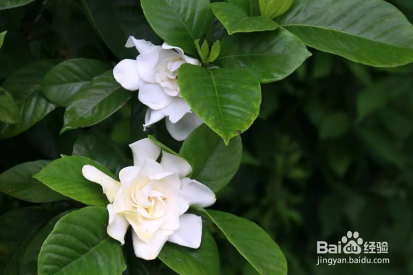 栀子花的养殖方法和注意事项?