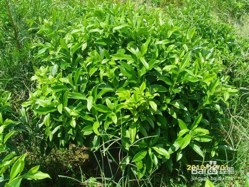 环保 室内环保 哪些植物有利于净化空气
