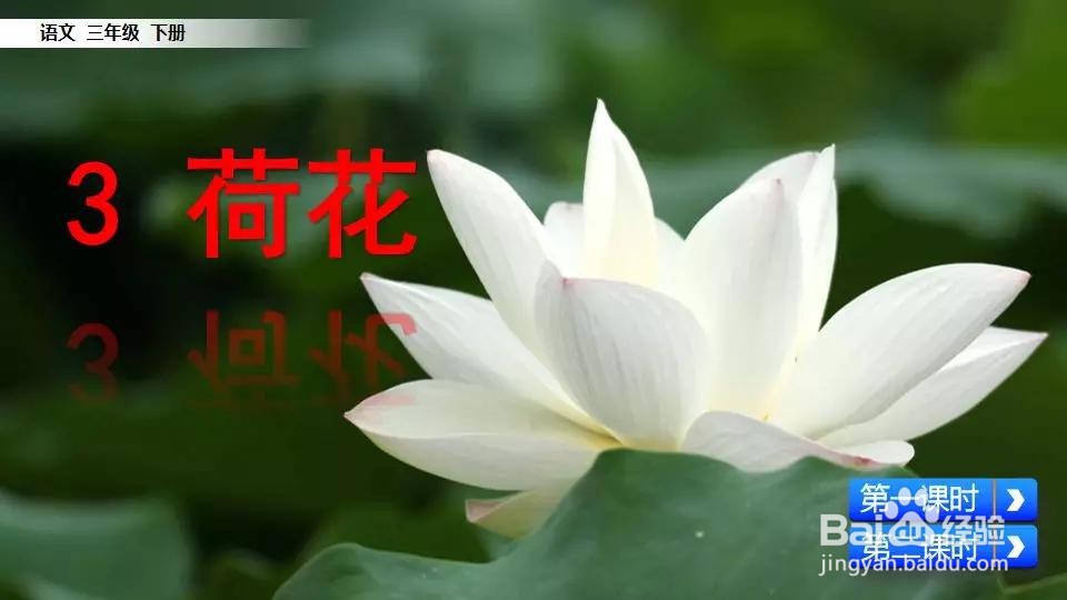 如何描写荷花的美