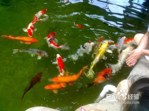 怎样用水族箱来养锦鲤