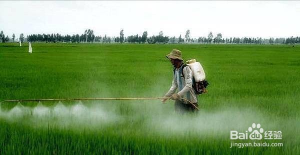 磷酸二氢钾的用量和方法