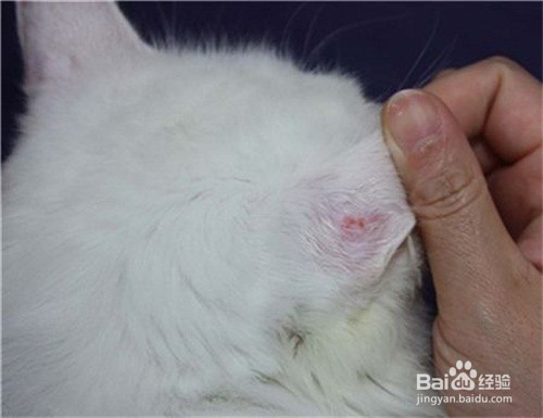 猫咪有皮屑怎么办