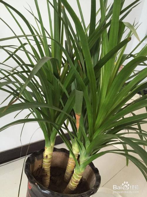 翠兰怎么养才长得好