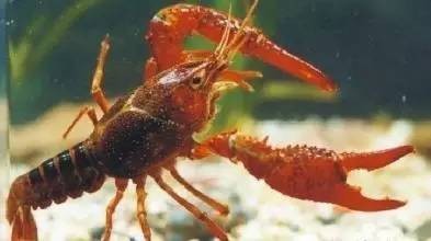 小龙虾如何选择？如何放养？