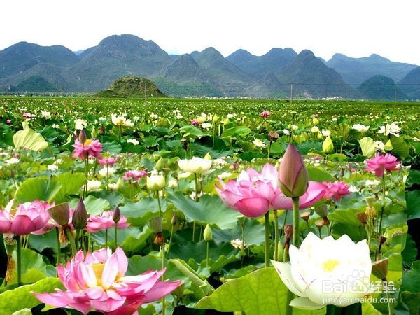 去普者黑旅游，线路推荐！