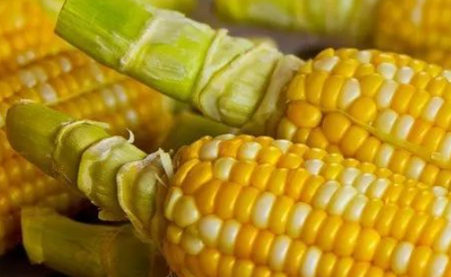 《芭芭农场》玉米为何能降低胆固醇