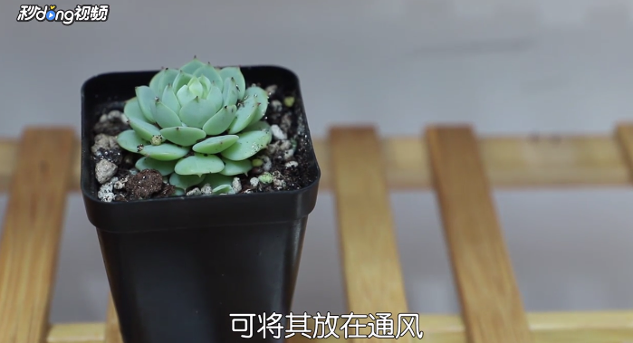 如何养好一盆多肉植物