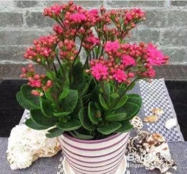 只要管住手就能爆盆的花卉，咋养都不会死！