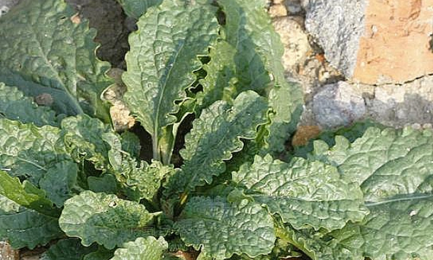 荔枝草和癞蛤蟆草是一种吗