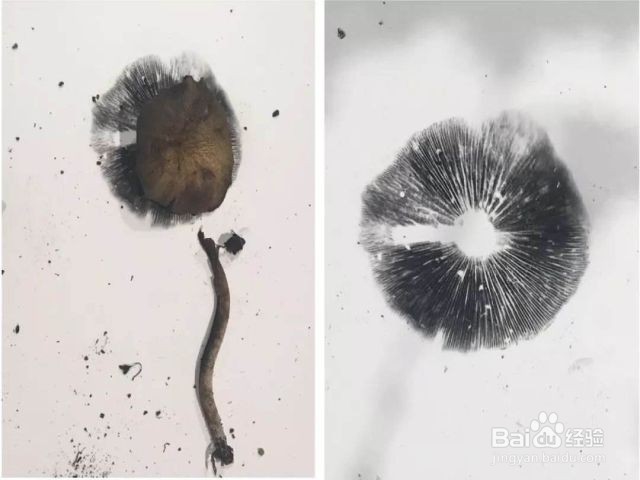 孢子印实验图片