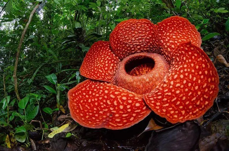 10种奇妙植物的功能有哪些