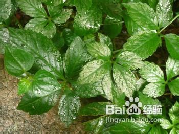 用茶叶烹煮火锅汤底可以降火保健