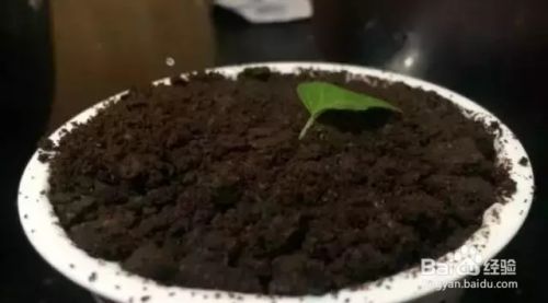 露台种了几株西瓜苗 结的瓜一个夏天都没吃完 百度经验