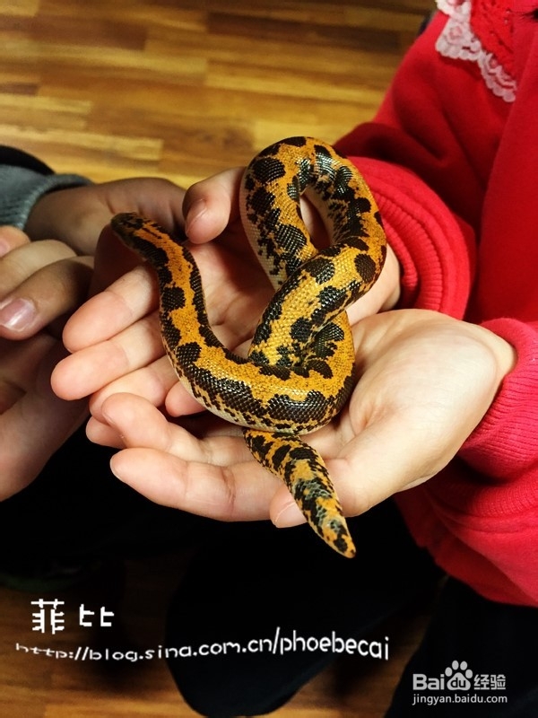 温哥华自然公园珍奇爬行动物展