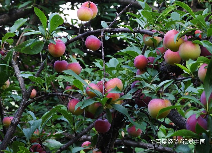 刚买的李子很酸怎么办
