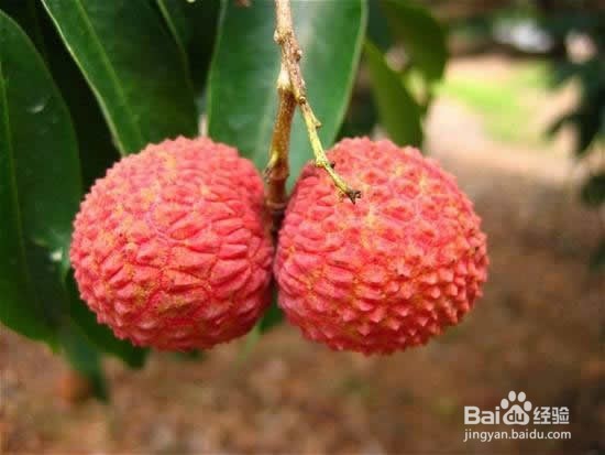 怎样挑选好的荔枝