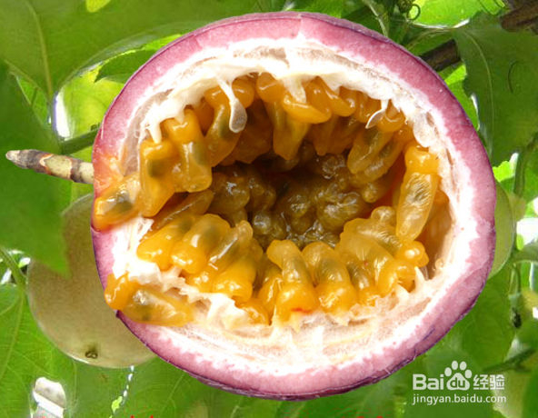 百香果的营养价值及食用好处