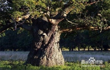 石斛多少钱一斤,不知道的点击查看