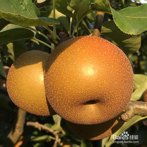 高血糖的人可以择吃哪些水果