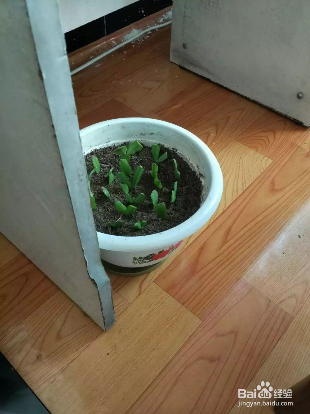如何养蟹爪兰