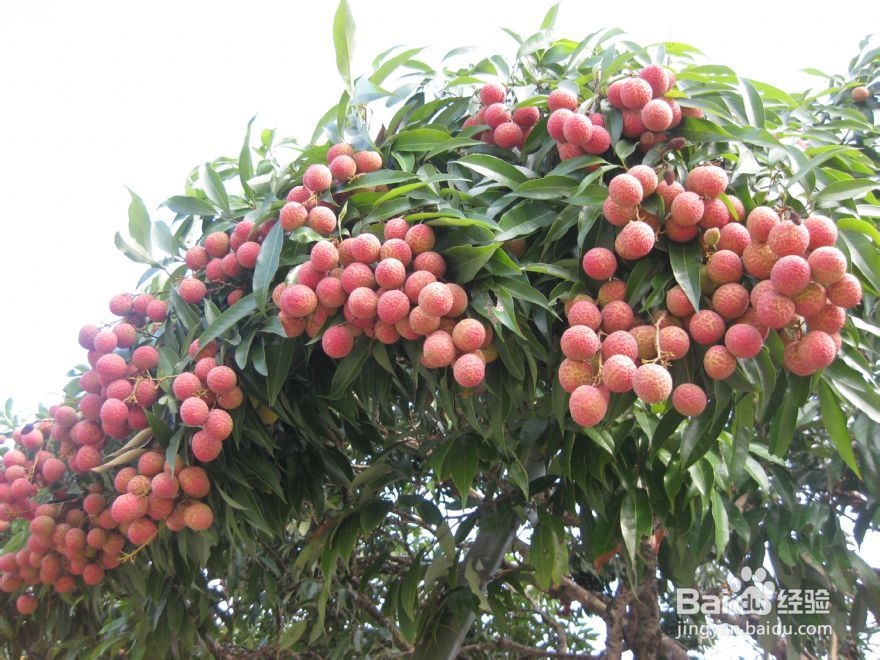 荔枝怎么挑选甜的?