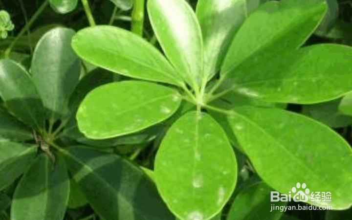 鹅掌柴的养殖方法和注意事项