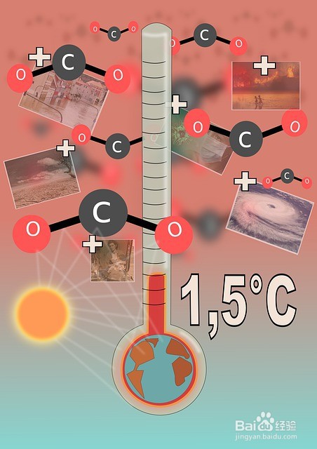 郁金香种球如何种植
