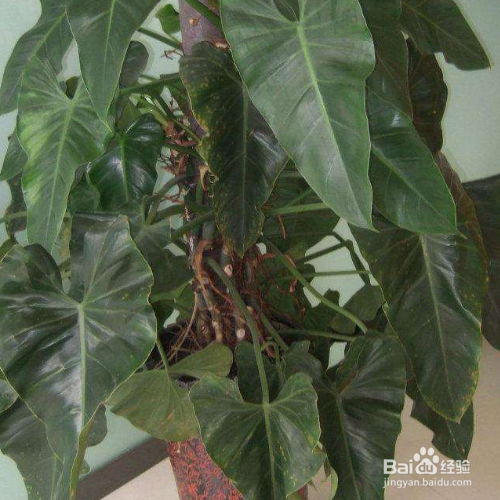 养殖绿宝石喜林芋有哪些需要我们知道的？