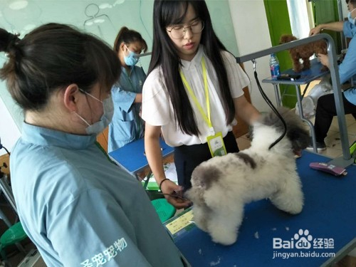 学宠物美容师满足什么条件