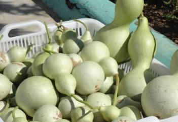 青葫芦怎么变干葫芦