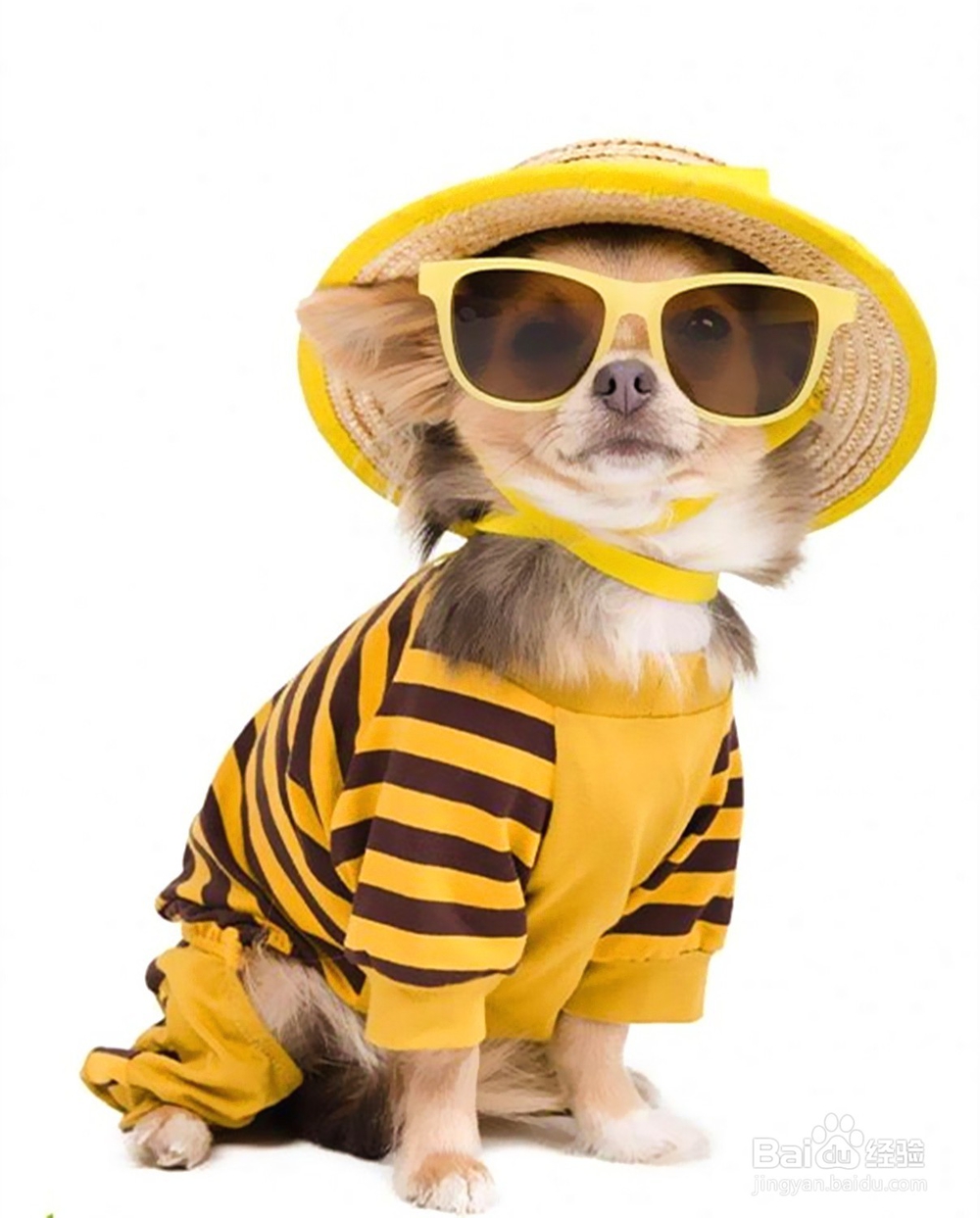 养宠物如何给宠物打扮那些宠物服饰你都知道哪些