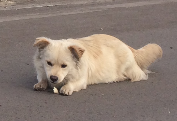 火车可以托运狗