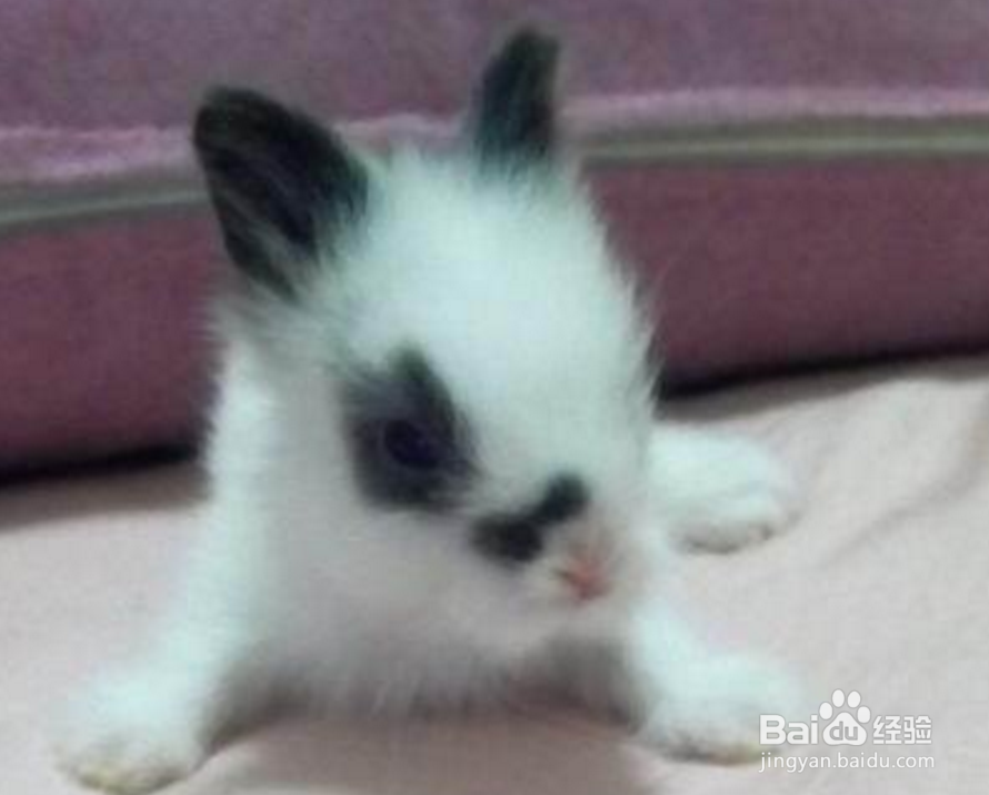 猫猫兔宝宝怎么养