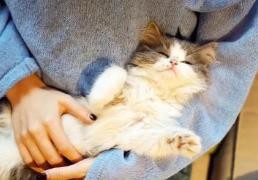 如何快速获得猫咪的好感?