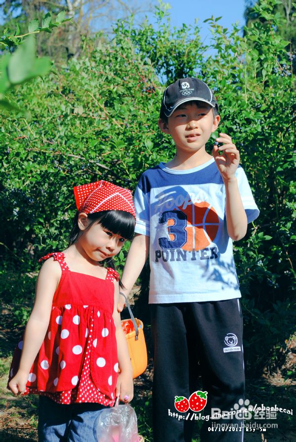 温哥华蓝莓园里的小清新