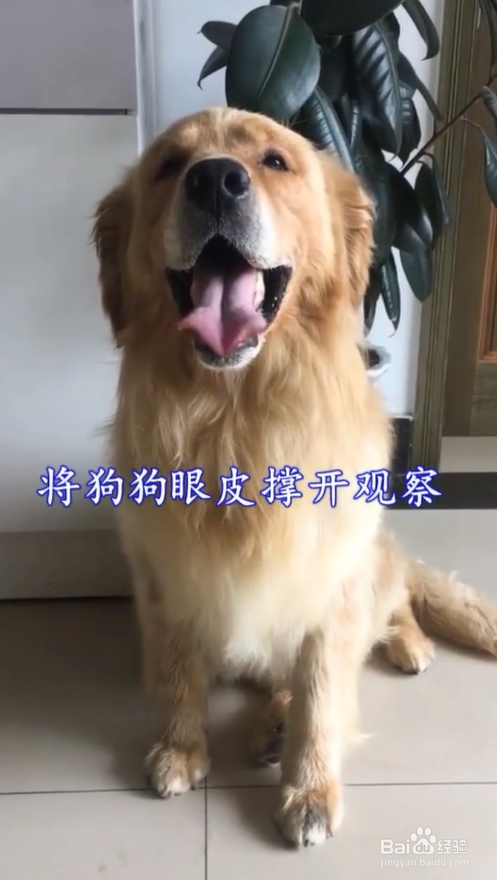 狗狗眼睛进异物该怎么办？