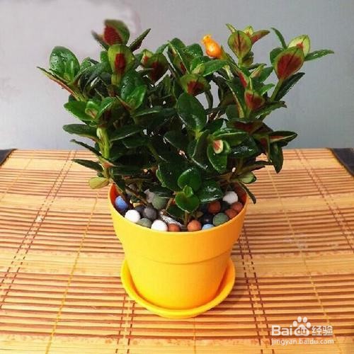 金鱼吊兰修剪教程