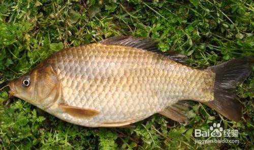 鲤鱼补充蛋白质